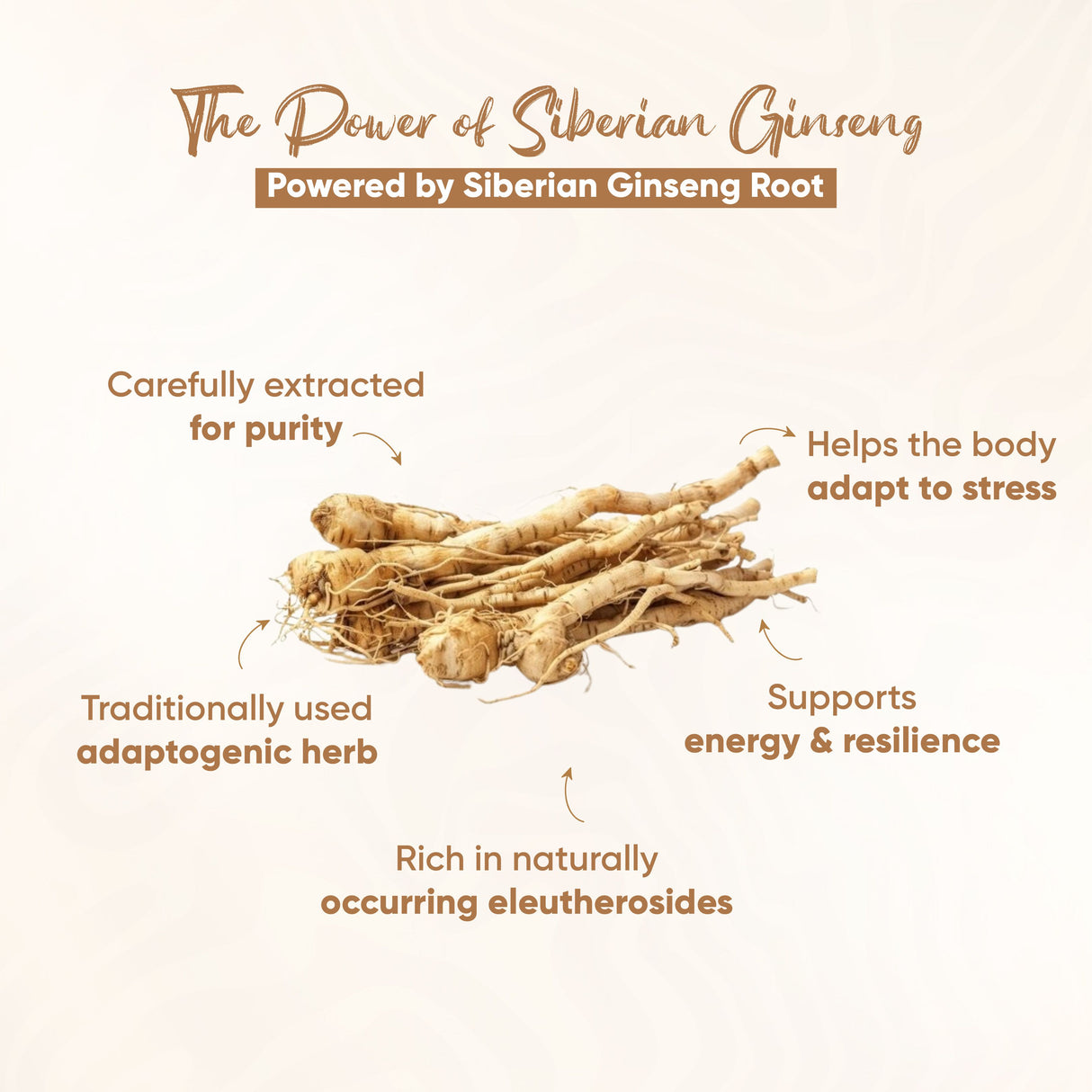 Vitaminnica Sibirischer Ginseng – 60 Kapseln