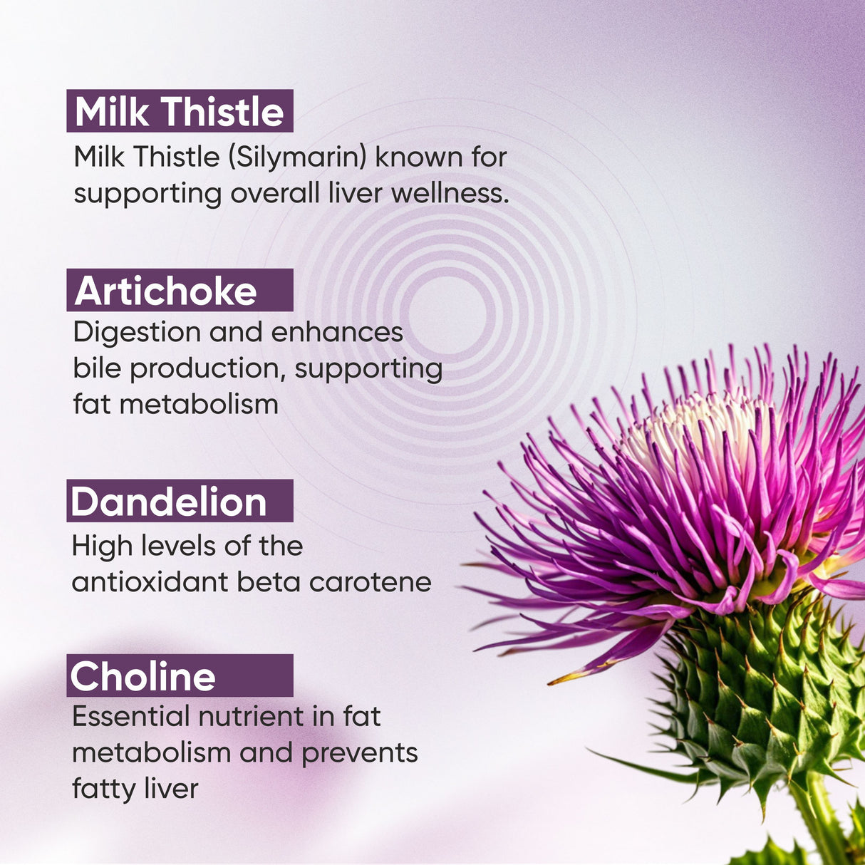 Vitaminnica Milk Thistle Complex- High Strength- 90 Capsules