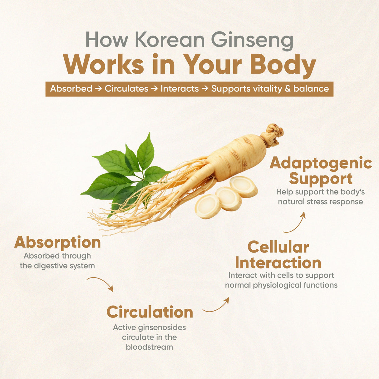 Vitaminnica Koreanischer Ginseng – 60 Kapseln